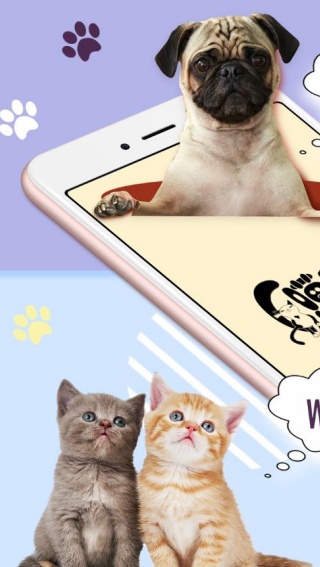 猫狗语言翻译通