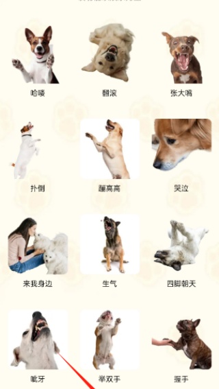 猫狗语言翻译通