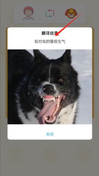 猫狗语言翻译通